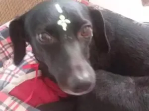 Cachorro raça Vira Lata idade 3 anos nome Nina