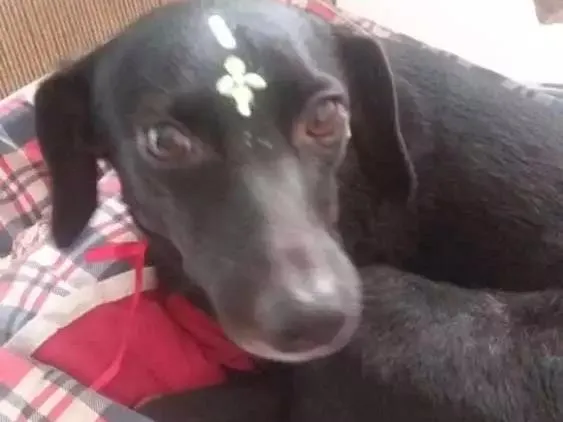 Cachorro ra a Vira Lata idade 3 anos nome Nina