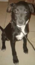 Pretinha