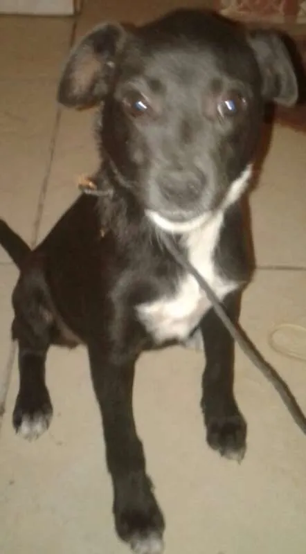 Cachorro raça Mestiça-Vira lata idade 2 a 6 meses nome Pretinha