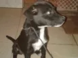 Pretinha