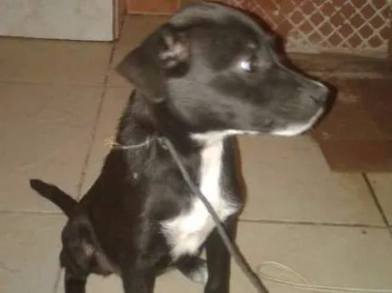 Cachorro raça Mestiça-Vira lata idade 2 a 6 meses nome Pretinha