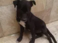 Pretinha