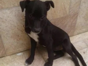 Cachorro raça Mestiça-Vira lata idade 2 a 6 meses nome Pretinha