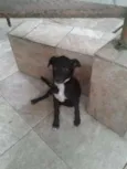 Pretinha