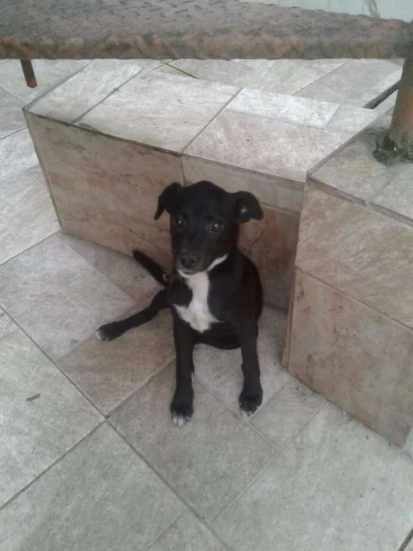 Cachorro raça Mestiça-Vira lata idade 2 a 6 meses nome Pretinha