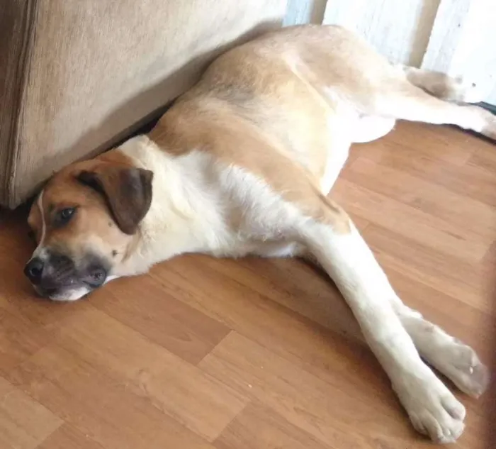 Cachorro ra a SRD idade 2 anos nome Jack