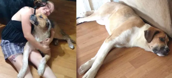 Cachorro ra a SRD idade 2 anos nome Jack