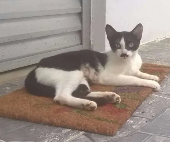 Gato raça SRD idade  nome Bigode