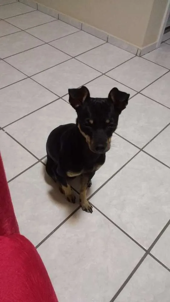 Cachorro ra a Pincher idade 1 ano nome Bob