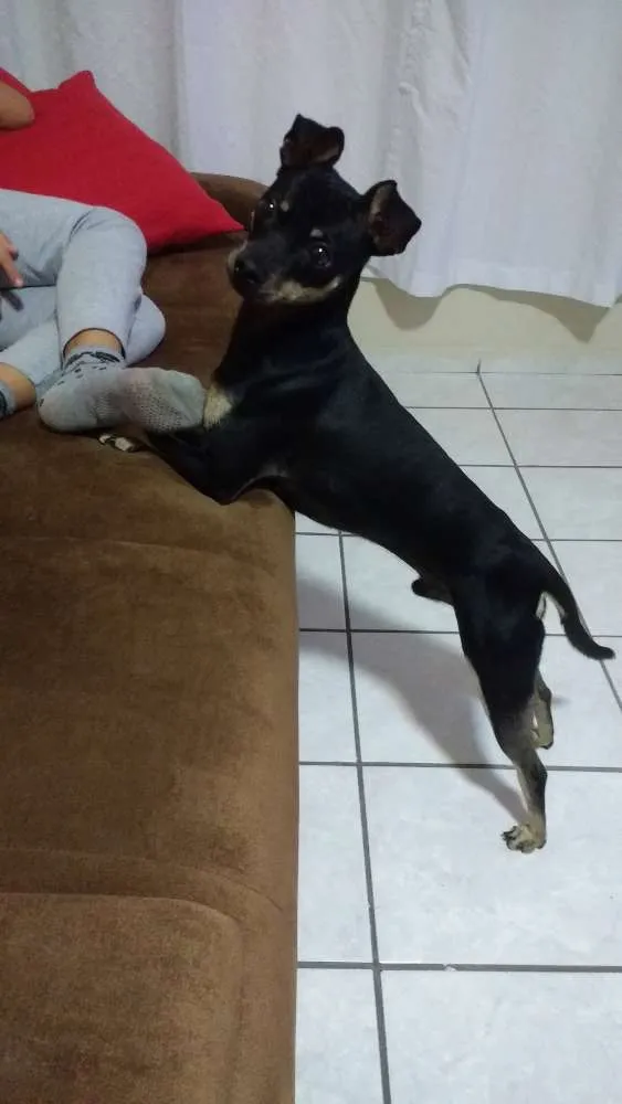Cachorro ra a Pincher idade 1 ano nome Bob