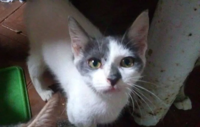 Gato ra a  idade 2 a 6 meses nome Dudu