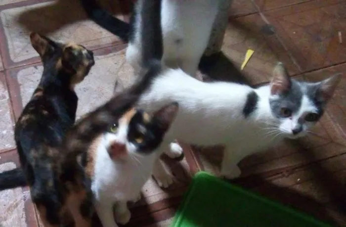 Gato ra a  idade 2 a 6 meses nome Dudu