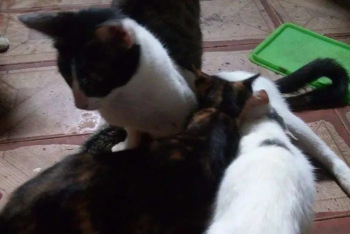 Gato ra a  idade 2 a 6 meses nome Dudu