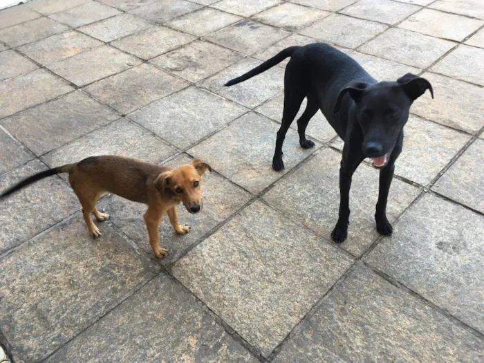 Cachorro ra a Vira-Lata idade 2 a 6 meses nome Yuri e Bidu