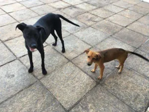 Cachorro raça Vira-Lata idade 2 a 6 meses nome Yuri e Bidu