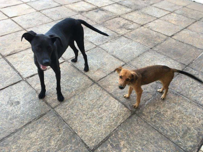 Cachorro ra a Vira-Lata idade 2 a 6 meses nome Yuri e Bidu