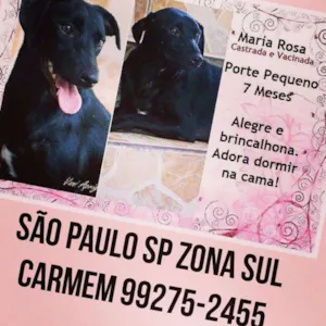 Cachorro raça SRD idade 7 a 11 meses nome Maria Rosa