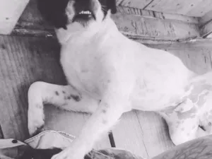 Cachorro raça Sem raça definida ( vira lata) idade 7 a 11 meses nome Bergamota 