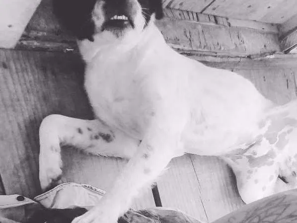 Cachorro ra a Sem raça definida ( vira lata) idade 7 a 11 meses nome Bergamota 