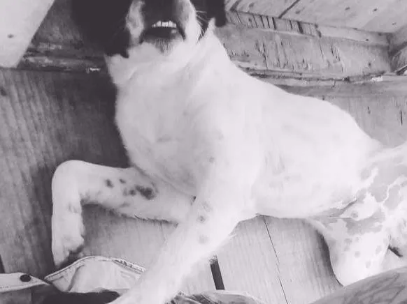 Cachorro ra a Sem raça definida ( vira lata) idade 7 a 11 meses nome Bergamota 