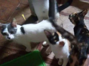 Gato raça  idade 2 a 6 meses nome Dudu