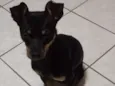 Bob