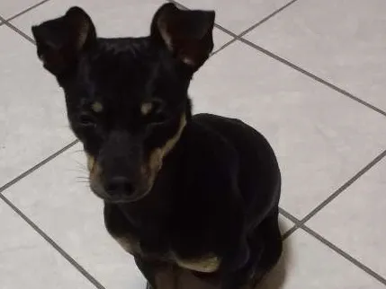 Cachorro ra a Pincher idade 1 ano nome Bob