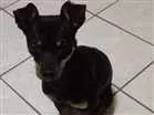 Cachorro raça Pincher idade 1 ano nome Bob