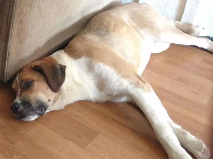 Cachorro ra a SRD idade 2 anos nome Jack