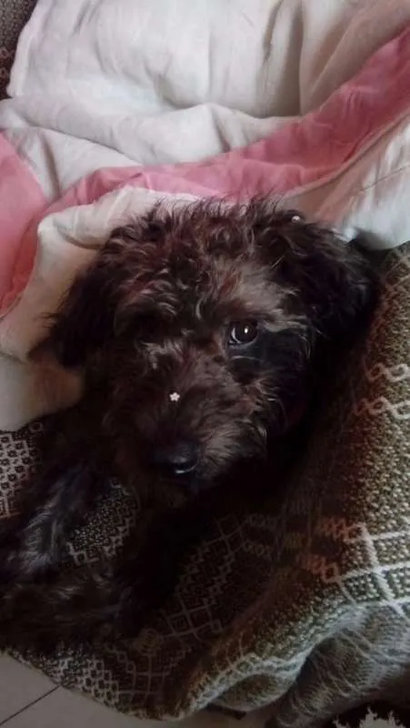 Cachorro ra a Poodle idade 7 a 11 meses nome Melissa