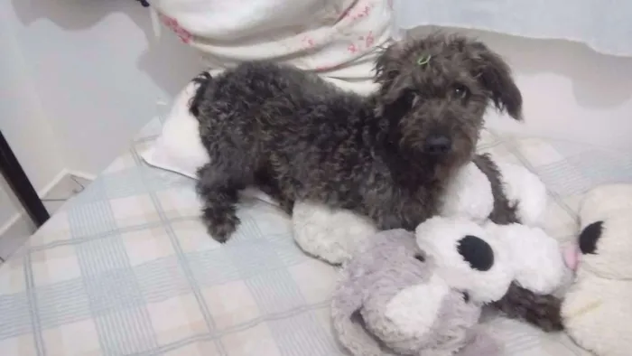 Cachorro ra a Poodle idade 7 a 11 meses nome Melissa