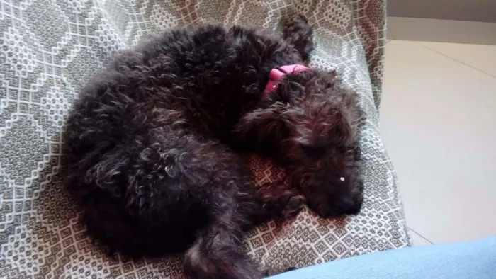 Cachorro ra a Poodle idade 7 a 11 meses nome Melissa