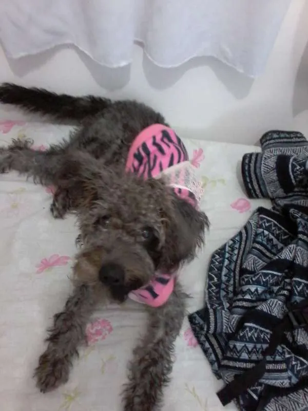 Cachorro ra a Poodle idade 7 a 11 meses nome Melissa