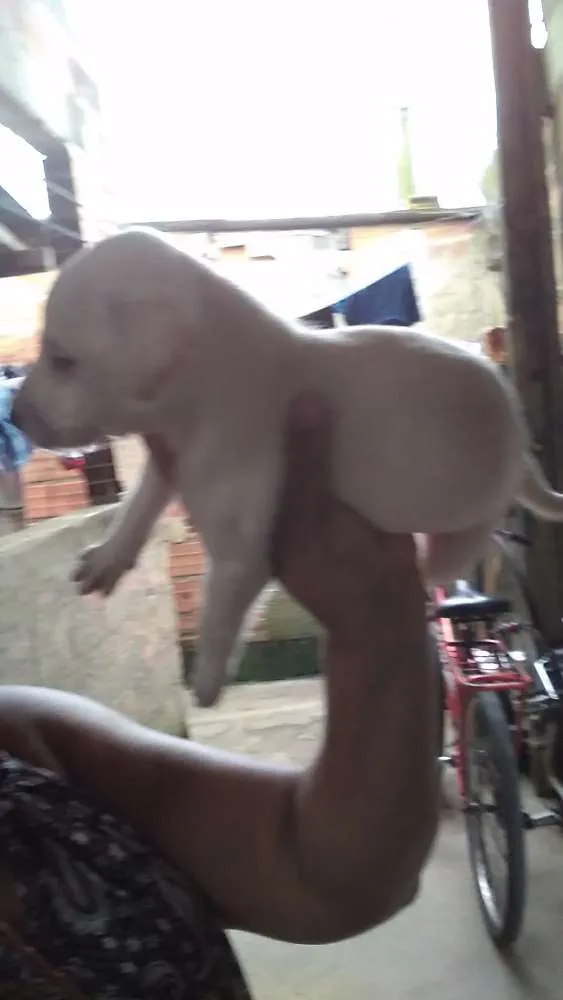 Cachorro ra a Vira lata idade  nome Filhotes