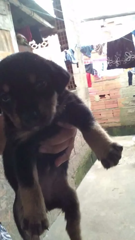Cachorro ra a Vira lata idade  nome Filhotes