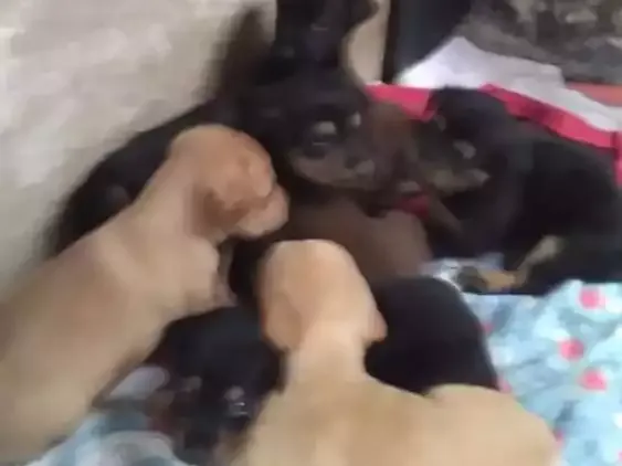 Cachorro ra a Vira lata idade  nome Filhotes