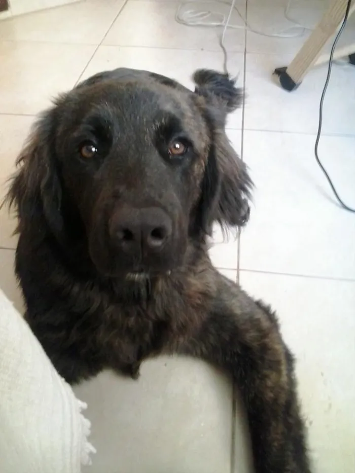 Cachorro ra a Golden  idade 4 anos nome Black