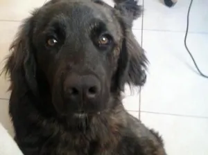 Cachorro raça Golden  idade 4 anos nome Black