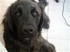 Cachorro raça Golden  idade 4 anos nome Black