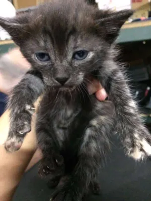 Gato raça SRD idade 2 a 6 meses nome Sem nome
