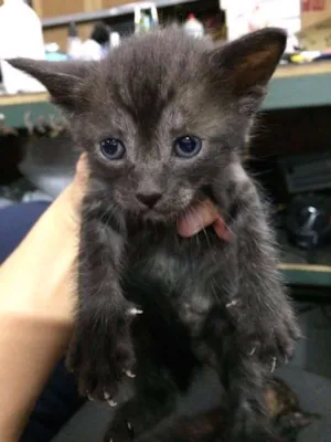 Gato raça SRD idade 2 a 6 meses nome Sem Nome