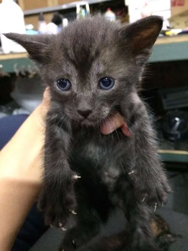 Gato ra a SRD idade 2 a 6 meses nome Sem Nome
