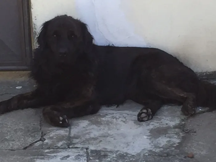 Cachorro ra a Golden  idade 4 anos nome Black