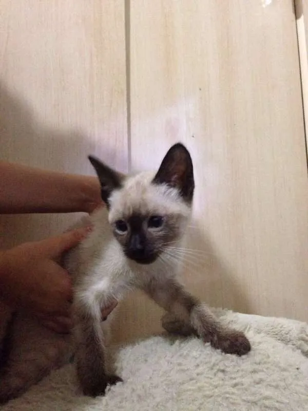 Gato ra a SRD idade 2 a 6 meses nome Sem nome