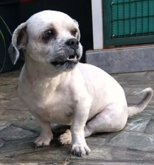 Cachorro raça Lhasa Apso idade 3 anos nome Thor