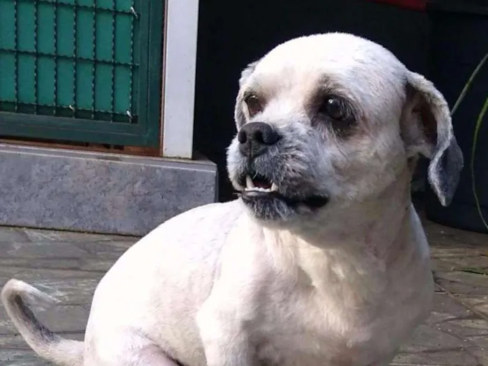 Cachorro ra a Lhasa Apso idade 3 anos nome Thor