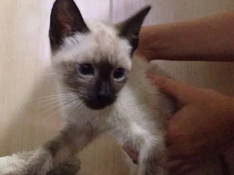 Gato ra a SRD idade 2 a 6 meses nome Sem nome