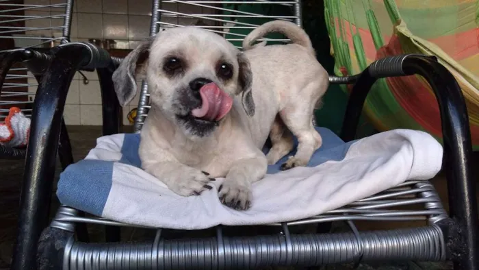 Cachorro ra a Lhasa Apso idade 3 anos nome Thor