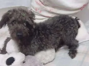 Cachorro raça Poodle idade 7 a 11 meses nome Melissa